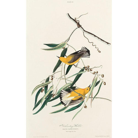 Prothonotary Warbler White Modern Wood Framed Art Print by Audubon, John James