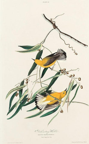 Prothonotary Warbler Black Ornate Wood Framed Art Print with Double Matting by Audubon, John James