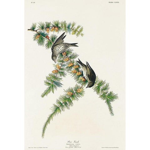 Pine Finch Gold Ornate Wood Framed Art Print with Double Matting by Audubon, John James