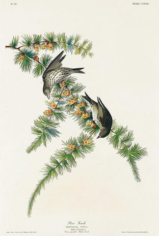 Pine Finch Black Ornate Wood Framed Art Print with Double Matting by Audubon, John James