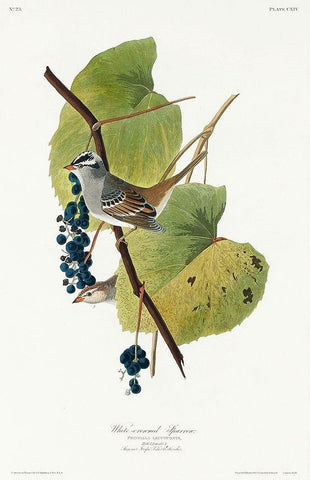 White-crowned Sparrow White Modern Wood Framed Art Print with Double Matting by Audubon, John James