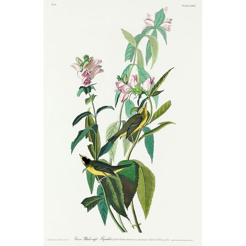 Green Black-Capt FlycatcherÂ  Gold Ornate Wood Framed Art Print with Double Matting by Audubon, John James