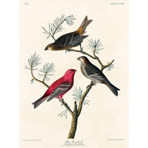 Pine Grosbeak White Modern Wood Framed Art Print by Audubon, John James