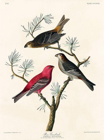 Pine Grosbeak White Modern Wood Framed Art Print with Double Matting by Audubon, John James