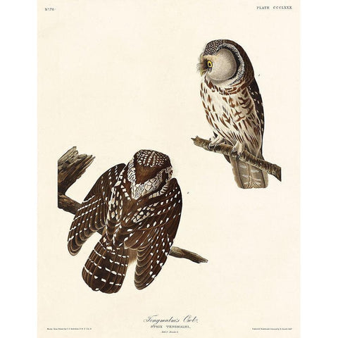 Tengmalms Owl Black Modern Wood Framed Art Print with Double Matting by Audubon, John James