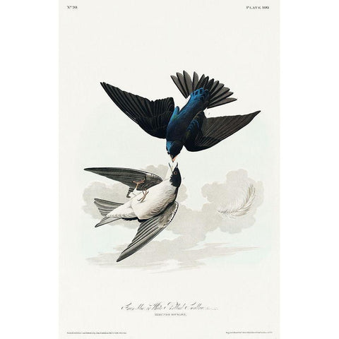 White-bellied Swallow Black Modern Wood Framed Art Print with Double Matting by Audubon, John James