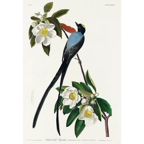 Fork-tailed Flycatcher White Modern Wood Framed Art Print by Audubon, John James