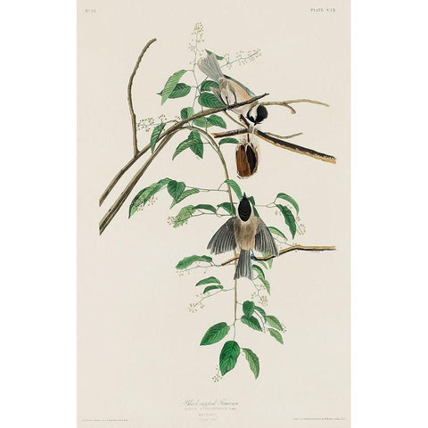 Carolina Titmouse White Modern Wood Framed Art Print by Audubon, John James