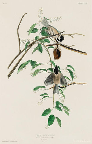 Carolina Titmouse Black Ornate Wood Framed Art Print with Double Matting by Audubon, John James