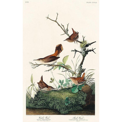 Winter Wren and Rock Wren Black Modern Wood Framed Art Print with Double Matting by Audubon, John James