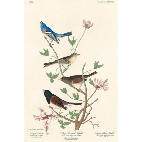 Lazuli Finch, Clay-coloured Finch, Oregon Snow Finch White Modern Wood Framed Art Print by Audubon, John James