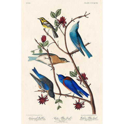 Townsends Warbler, Arctic Blue-bird and Western Blue-bird Gold Ornate Wood Framed Art Print with Double Matting by Audubon, John James