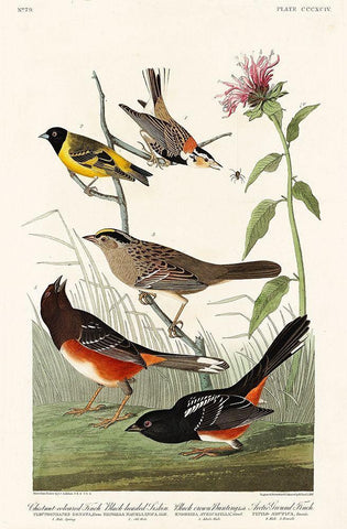 Chestnut-coloured Finch, Black-headed Siskin, Black crown Bunting and Arctic Ground Finch White Modern Wood Framed Art Print with Double Matting by Audubon, John James