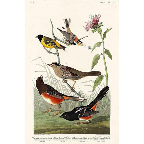 Chestnut-coloured Finch, Black-headed Siskin, Black crown Bunting and Arctic Ground Finch White Modern Wood Framed Art Print by Audubon, John James