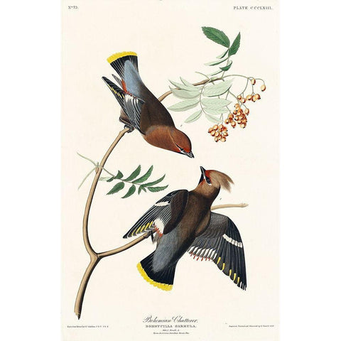 Bohemian Chatterer Black Modern Wood Framed Art Print with Double Matting by Audubon, John James