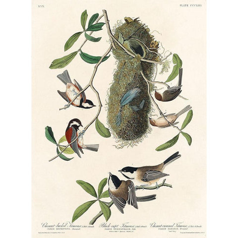 Chesnut-backed Titmouse, Black-capt Titmouse and Chesnut-crowned Titmouse Black Modern Wood Framed Art Print with Double Matting by Audubon, John James