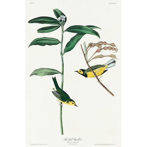 Hooded Warbler Black Modern Wood Framed Art Print with Double Matting by Audubon, John James