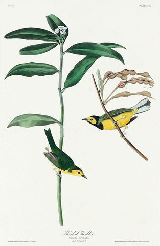 Hooded Warbler Black Ornate Wood Framed Art Print with Double Matting by Audubon, John James