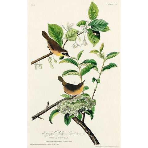 Yellow-breasted Warbler White Modern Wood Framed Art Print by Audubon, John James