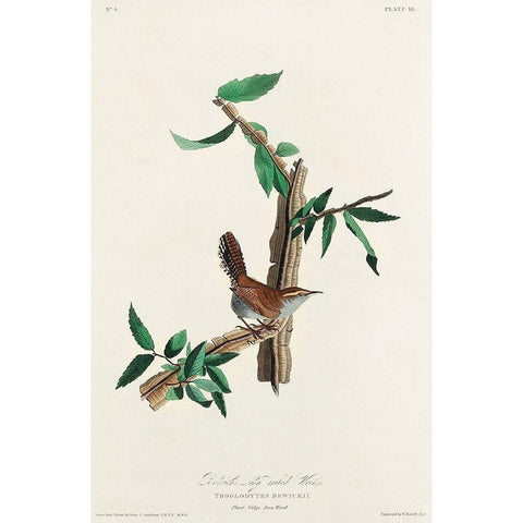 Bewicks Wren Black Modern Wood Framed Art Print with Double Matting by Audubon, John James