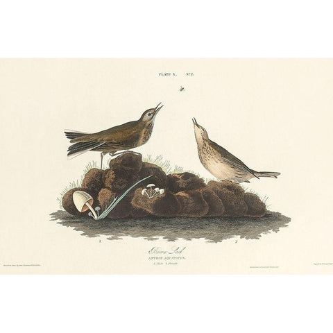 Brown Lark Black Modern Wood Framed Art Print with Double Matting by Audubon, John James