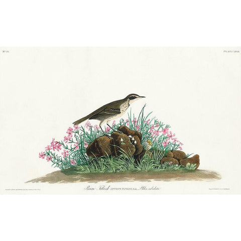 Prairie Titlark Black Modern Wood Framed Art Print with Double Matting by Audubon, John James