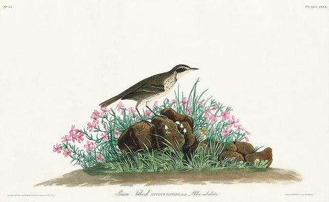 Prairie Titlark White Modern Wood Framed Art Print with Double Matting by Audubon, John James