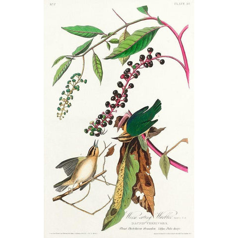 Worm eating Warbler Gold Ornate Wood Framed Art Print with Double Matting by Audubon, John James