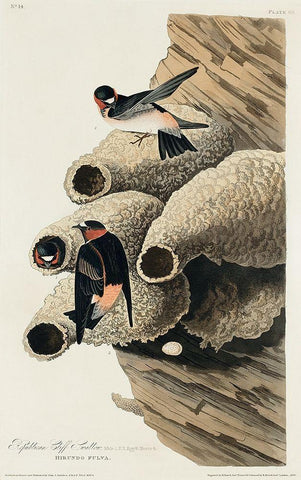 Republican, or Cliff Swallow White Modern Wood Framed Art Print with Double Matting by Audubon, John James