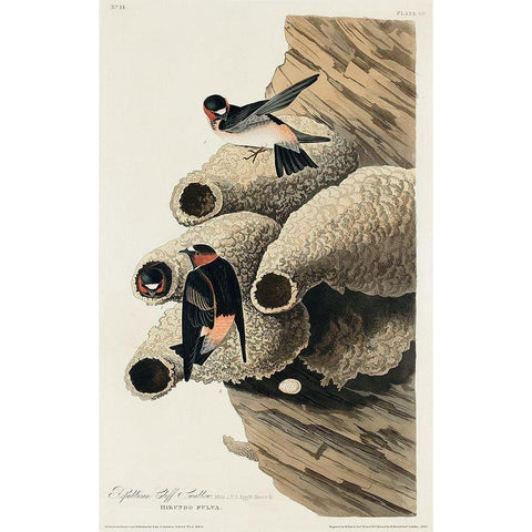 Republican, or Cliff Swallow Gold Ornate Wood Framed Art Print with Double Matting by Audubon, John James