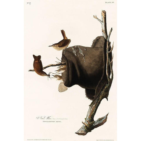 House Wren White Modern Wood Framed Art Print by Audubon, John James