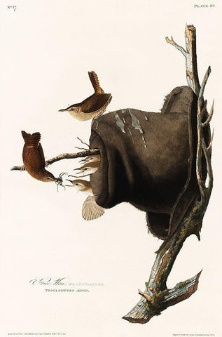 House Wren Black Ornate Wood Framed Art Print with Double Matting by Audubon, John James