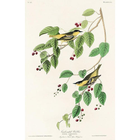 Carbonated Warbler Gold Ornate Wood Framed Art Print with Double Matting by Audubon, John James