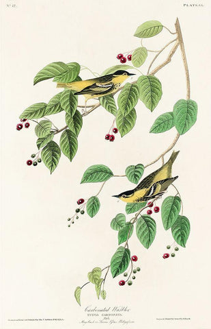 Carbonated Warbler Black Ornate Wood Framed Art Print with Double Matting by Audubon, John James