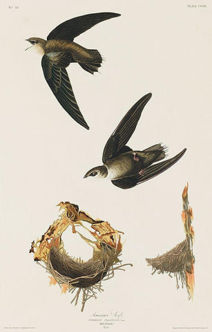 American Swift White Modern Wood Framed Art Print with Double Matting by Audubon, John James