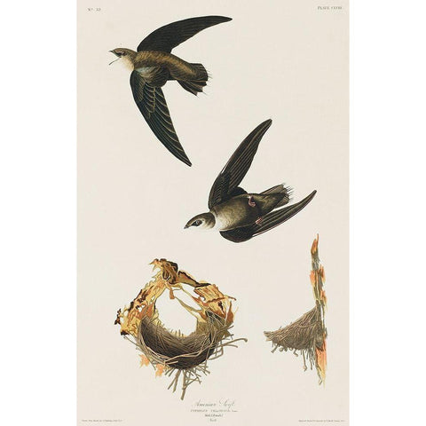 American Swift White Modern Wood Framed Art Print by Audubon, John James