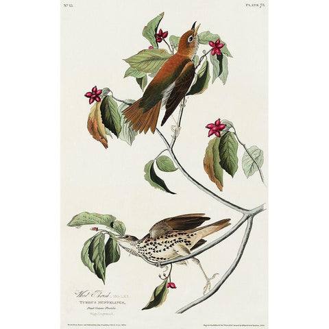 Wood Thrush Black Modern Wood Framed Art Print with Double Matting by Audubon, John James