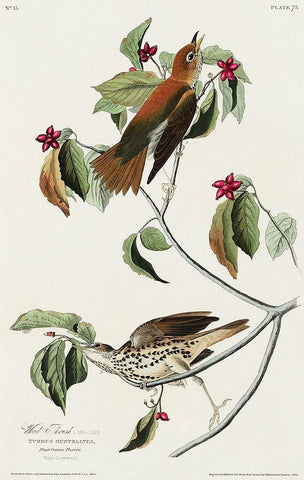 Wood Thrush White Modern Wood Framed Art Print with Double Matting by Audubon, John James