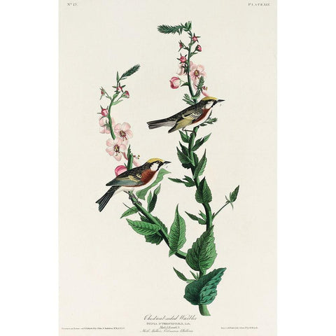 Chestnut-sided Warbler Black Modern Wood Framed Art Print with Double Matting by Audubon, John James