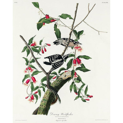 Downy Woodpecker Gold Ornate Wood Framed Art Print with Double Matting by Audubon, John James