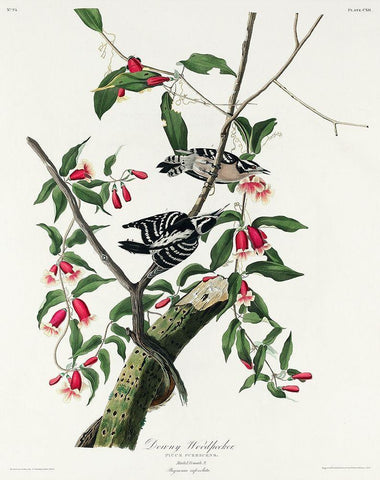 Downy Woodpecker Black Ornate Wood Framed Art Print with Double Matting by Audubon, John James