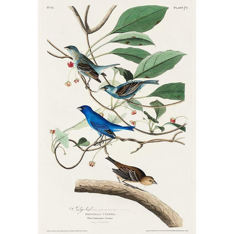 Indigo Bird Black Modern Wood Framed Art Print with Double Matting by Audubon, John James