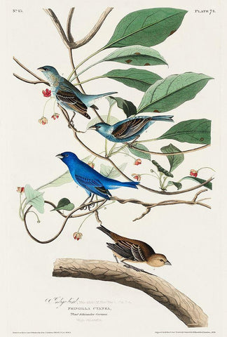 Indigo Bird White Modern Wood Framed Art Print with Double Matting by Audubon, John James