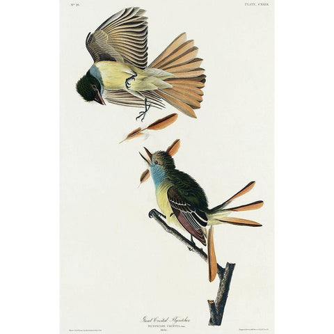 Great Crested Flycatcher White Modern Wood Framed Art Print by Audubon, John James