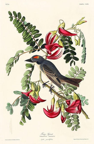 Piping Flycatcher Black Ornate Wood Framed Art Print with Double Matting by Audubon, John James