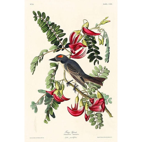 Piping Flycatcher Black Modern Wood Framed Art Print with Double Matting by Audubon, John James