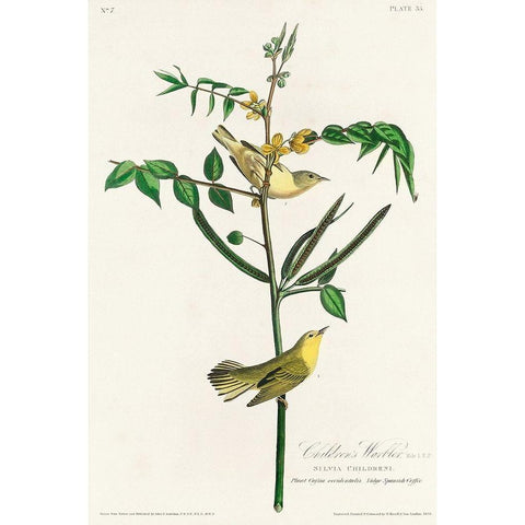 Childrens Warbler Gold Ornate Wood Framed Art Print with Double Matting by Audubon, John James