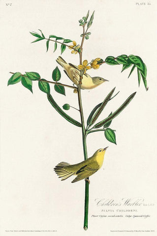 Childrens Warbler White Modern Wood Framed Art Print with Double Matting by Audubon, John James