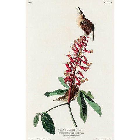 Great Carolina Wren Black Modern Wood Framed Art Print with Double Matting by Audubon, John James