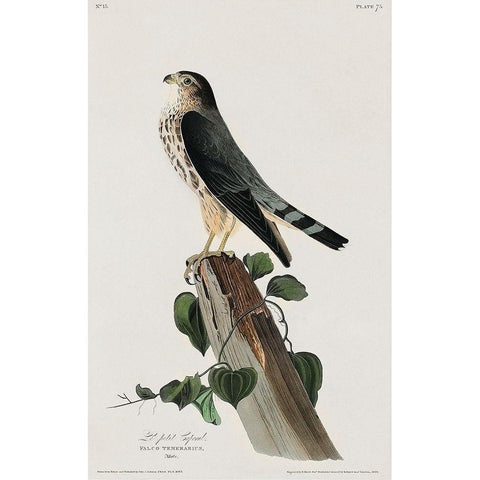 Le Petit Caporal White Modern Wood Framed Art Print by Audubon, John James